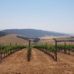 Vineyards