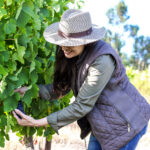 Daphne in Vineyards