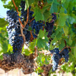 Grapes - Vineyards