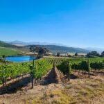 Vineyards