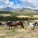 Nguni Cattle and Mountains