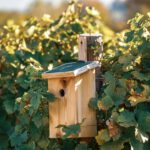 Vineyards - Sustainability