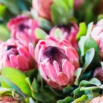 Proteas on Farm