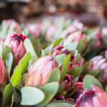 Proteas