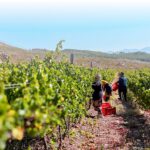 Vineyards Harvest