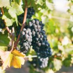 Vineyards