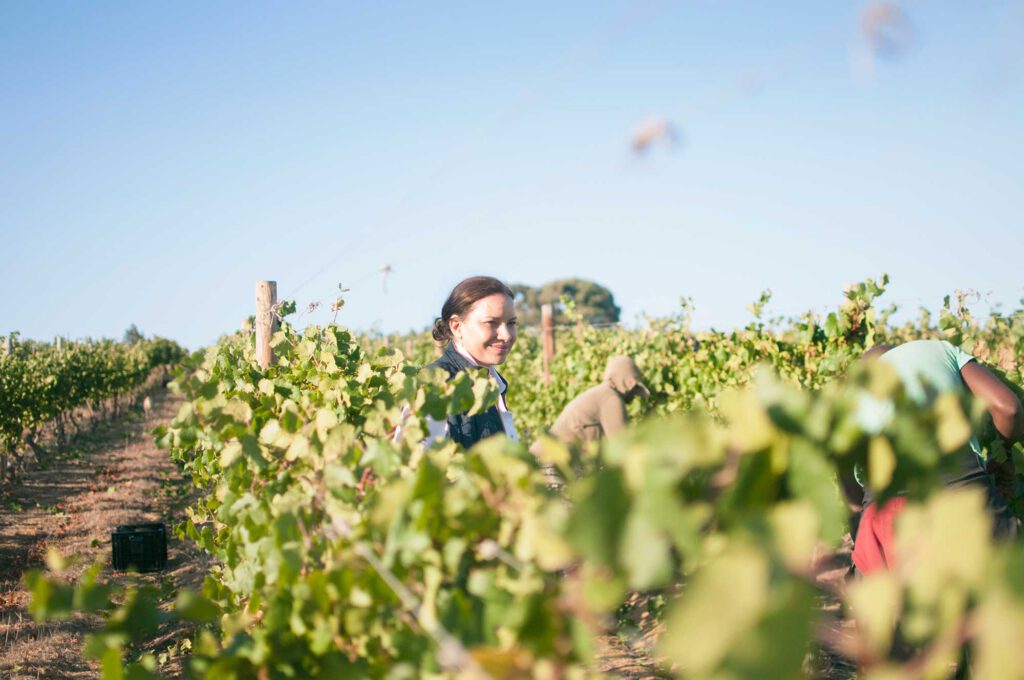 Vineyards
