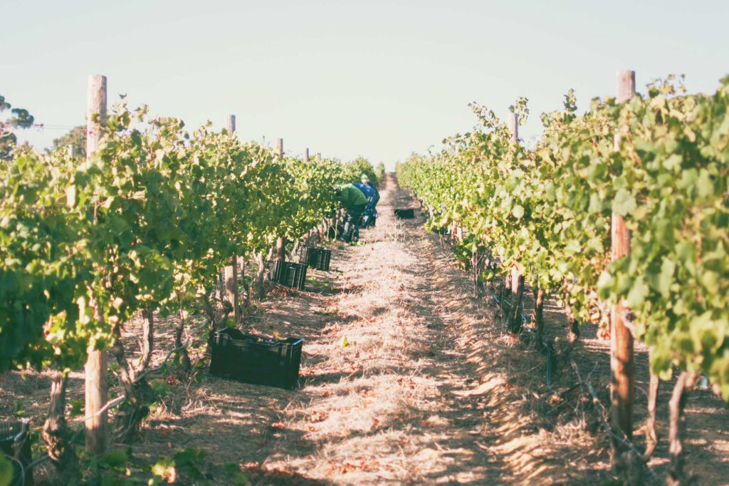 Paardenkloof-Harvest_24-2