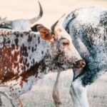 Nguni Cattle