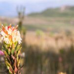 Fynbos on Farm