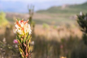 Fynbos on Farm