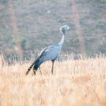 Blue Crane