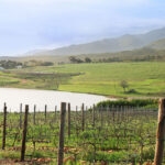 Vineyards