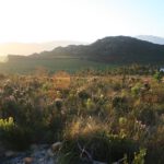 Fynbos on Farm