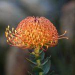 Fynbos on Farm