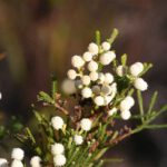 Fynbos on Farm