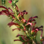 Fynbos on Farm