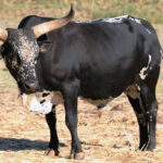 Nguni Cattle