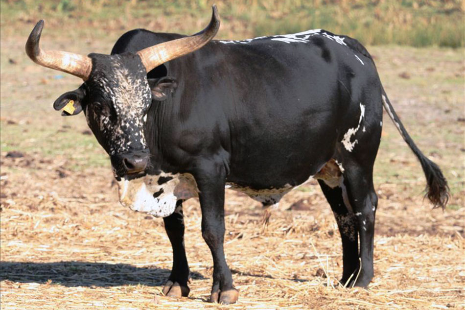 Nguni Cattle