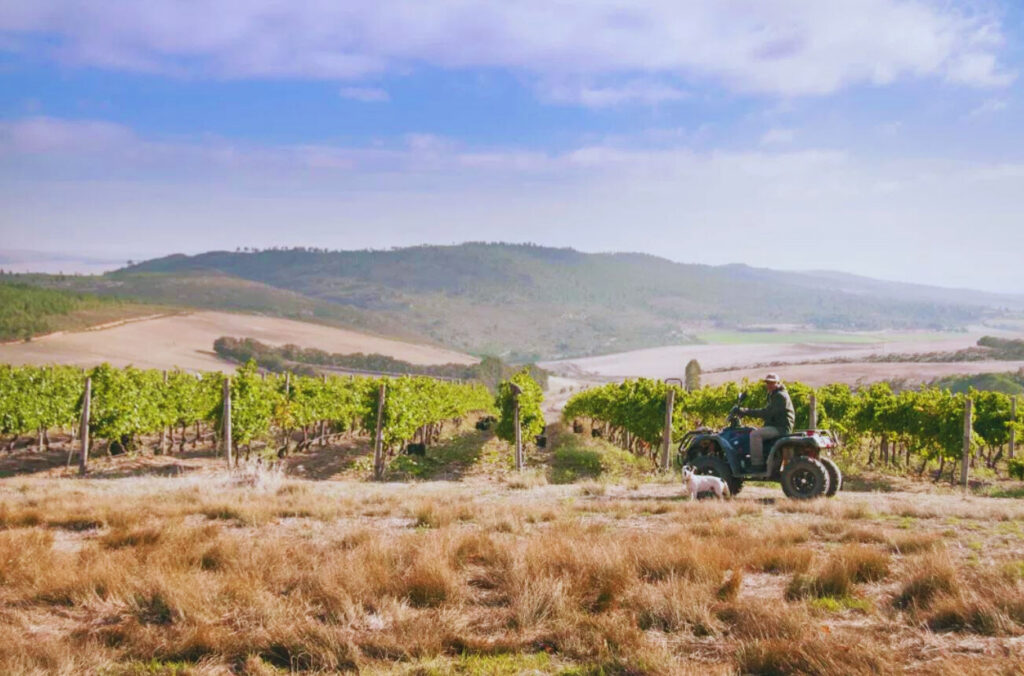 Pinot Noir and Cab Sauv vineyards