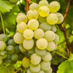 Sauvignon Blanc Grapes
