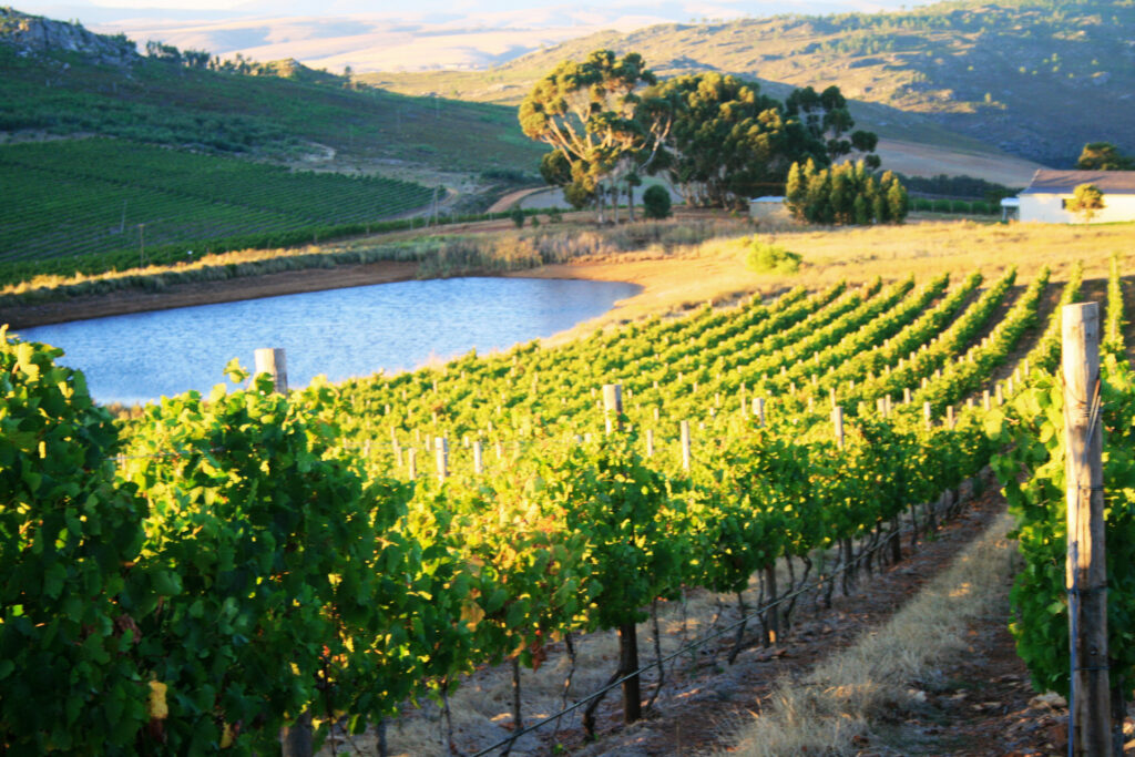 Vineyards 3