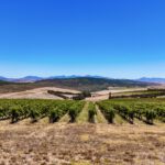 Vineyards