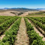 Aerial View Vineyards