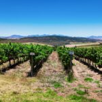 Aerial View Vineyards