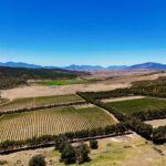 Aerial View Vineyards