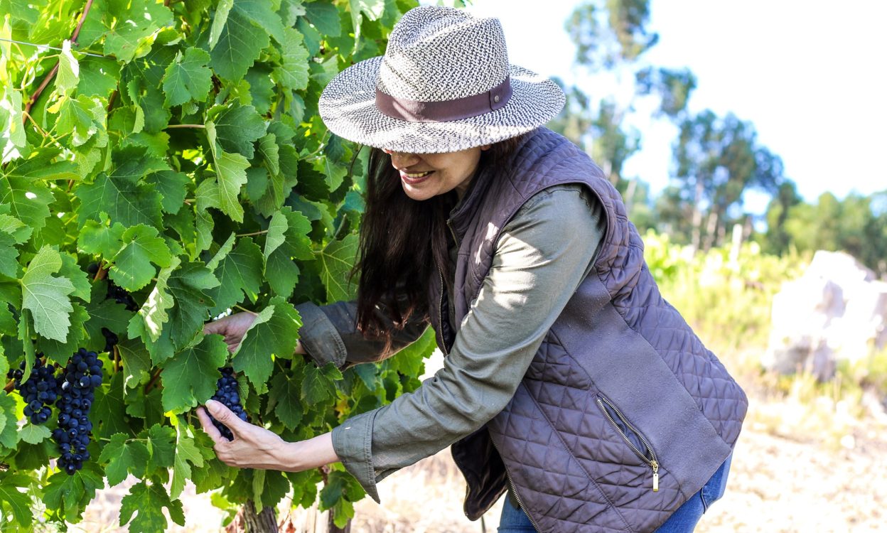 Daphne in Vineyards Daphne in Vineyards