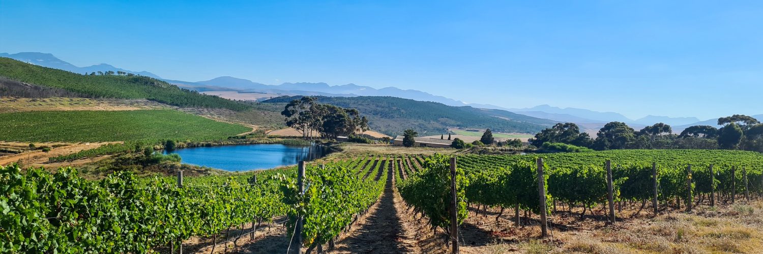 Vineyards Vineyards